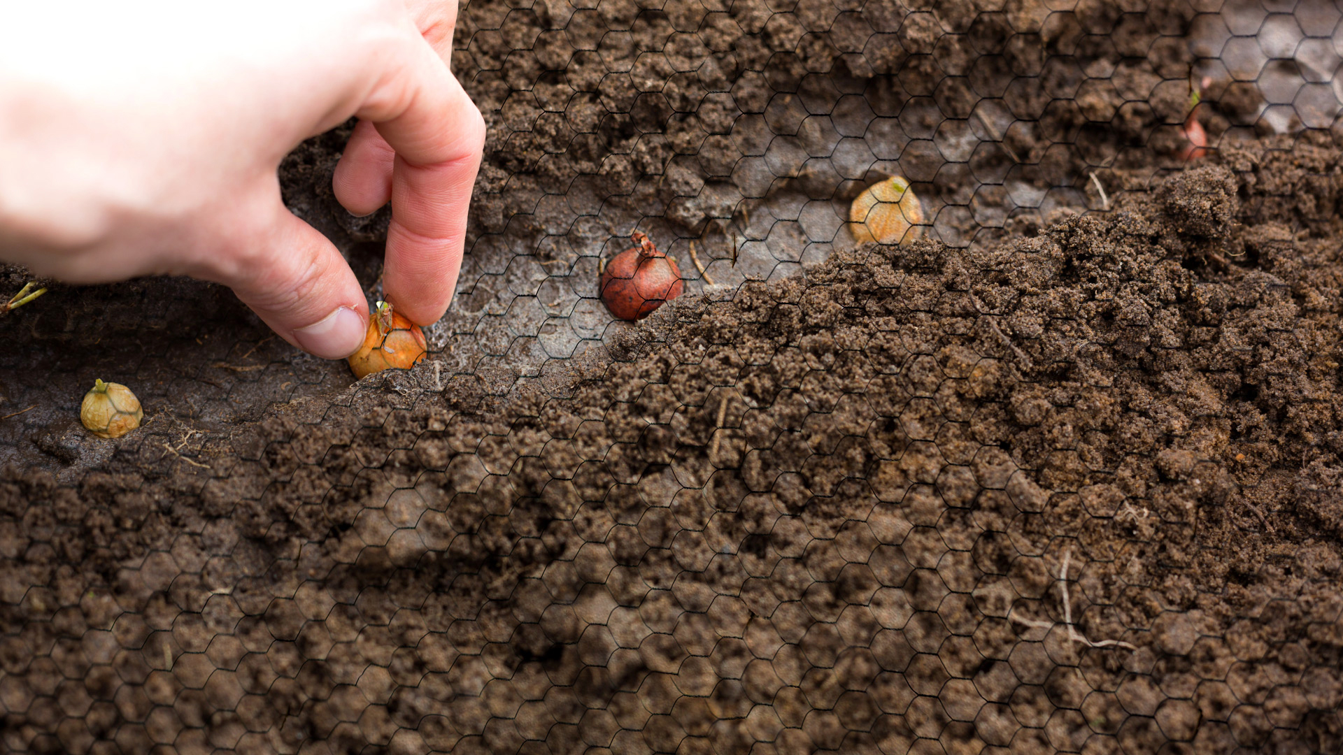 A gardener carefully places bulbs beneath chicken wire in her garden so as to protect them from pests as they grow.