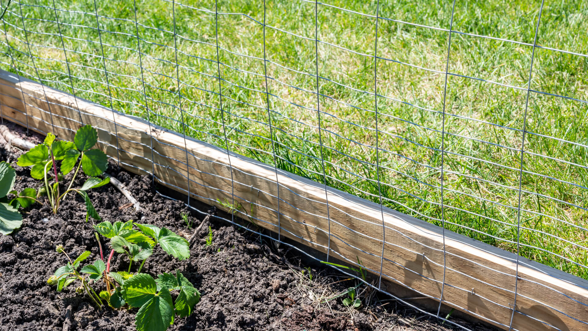 wire mesh fence in garden landscaping.