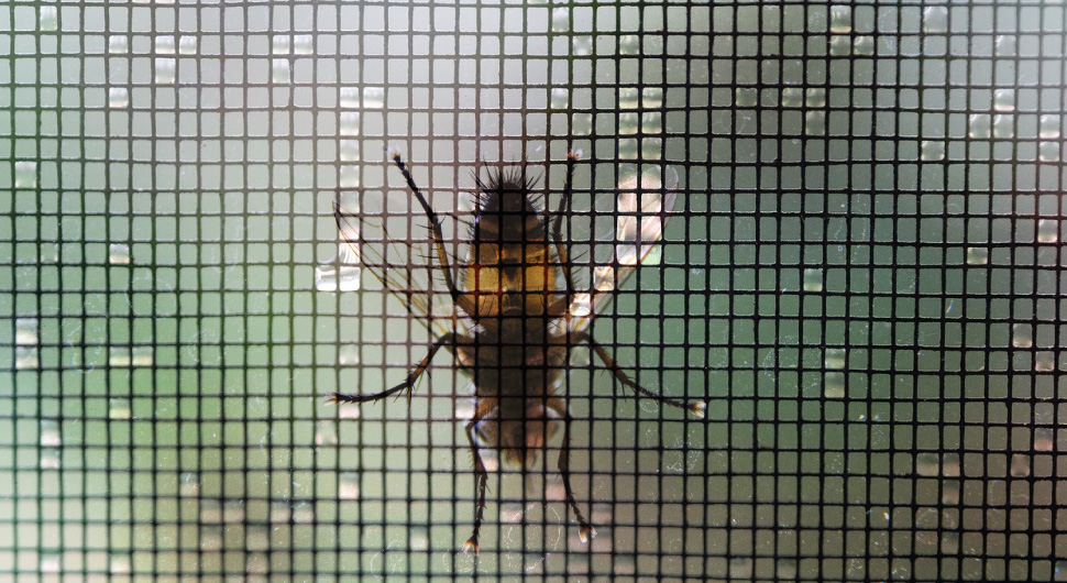 Wire mesh insect screen and a large fly.