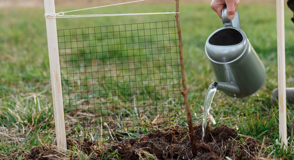 A person holds a tin watering can and waters a garden that has a small wire mesh trellis.