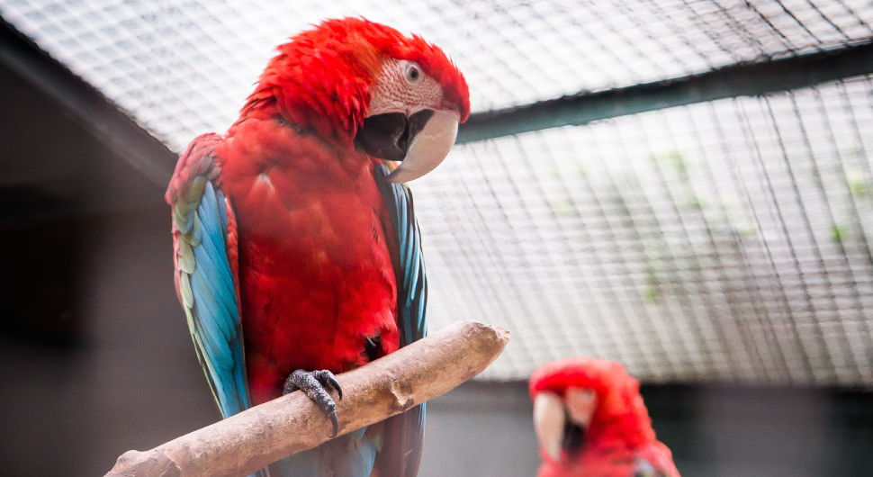 Two red parrots with blue and green wings sit on branches inside an aviary made from wire mesh.