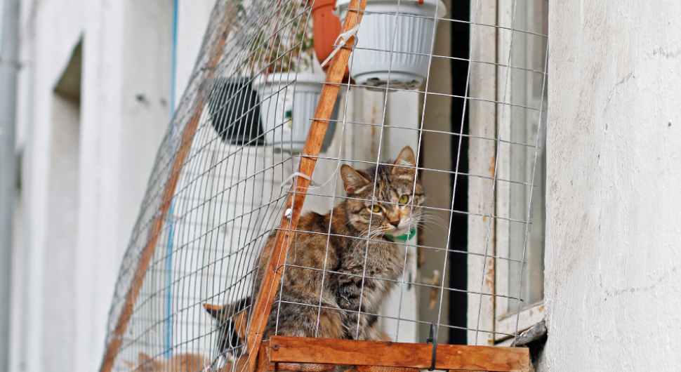 A brown cat takes a seat on small catio made from wire mesh that has been built outside a window.