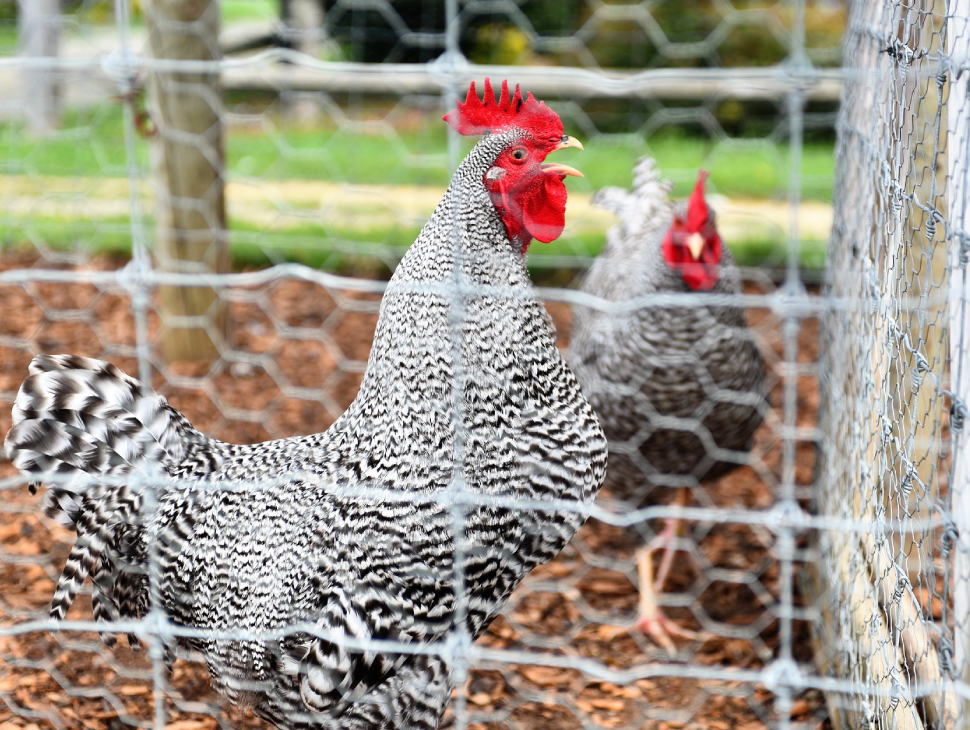 A Fence for Chickens - Backyard Poultry