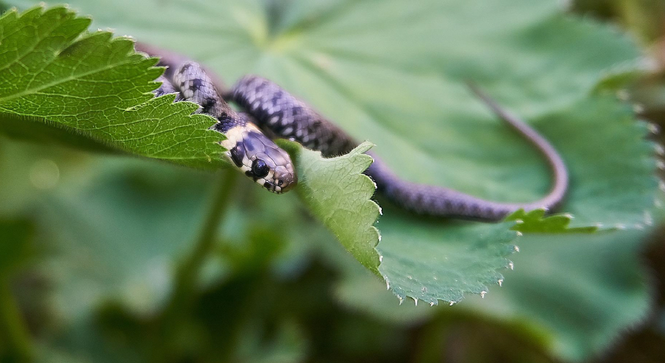 A small gray and black spotted snake sits on top of a large green leaf.