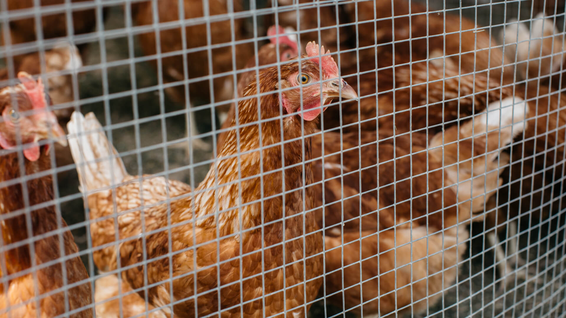 Chickens behind a welded wire mesh chicken coop fence.