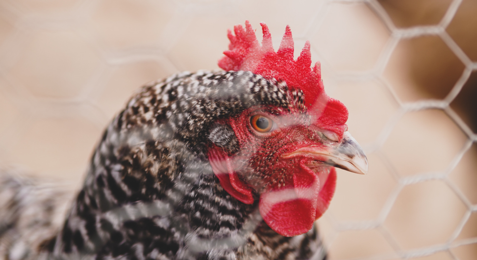 Black chicken in a hex mesh chicken coop