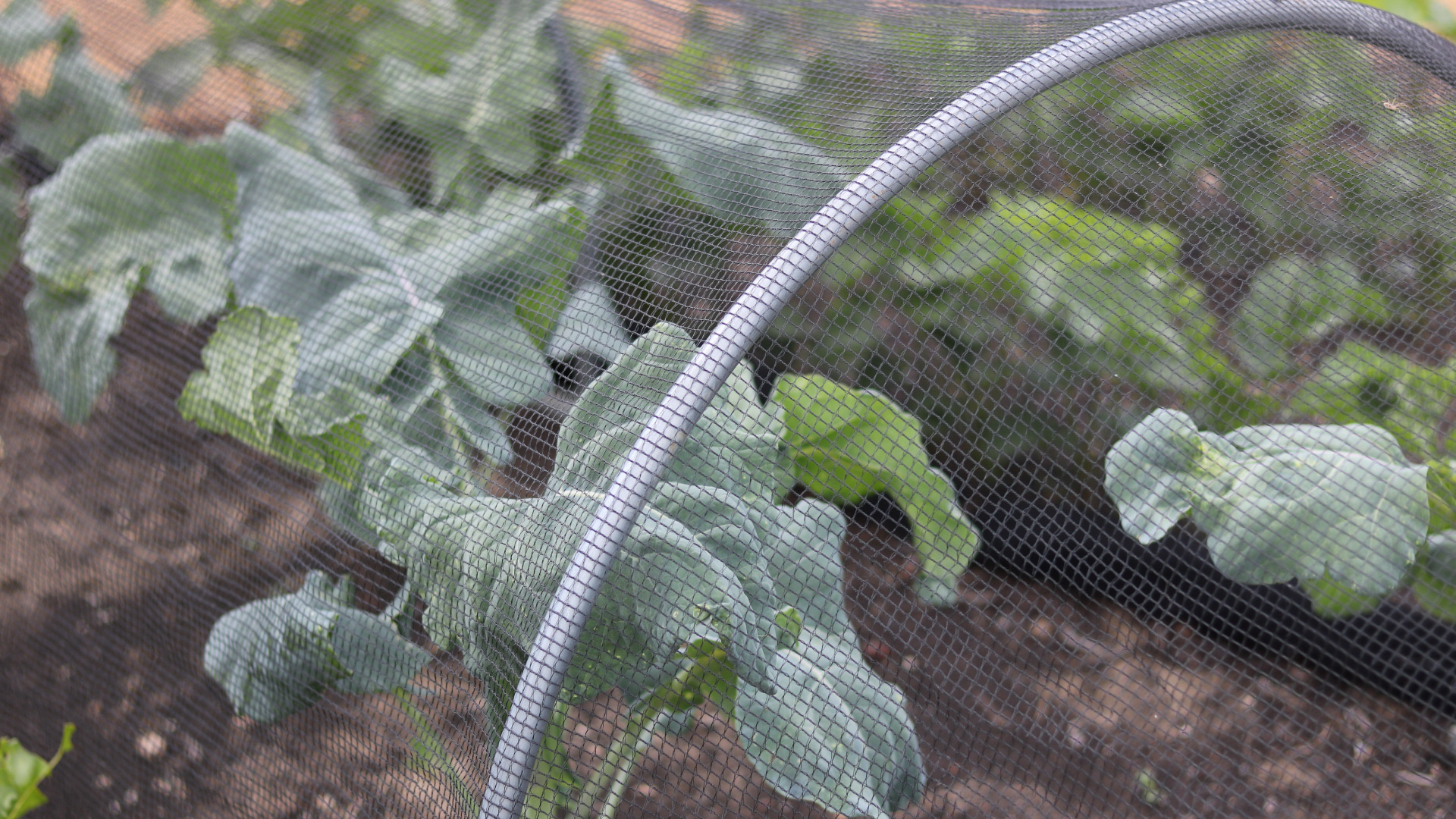 A cloche made from wire mesh and welded wire stops pests from nibbling newly planted spinach and other veggies.