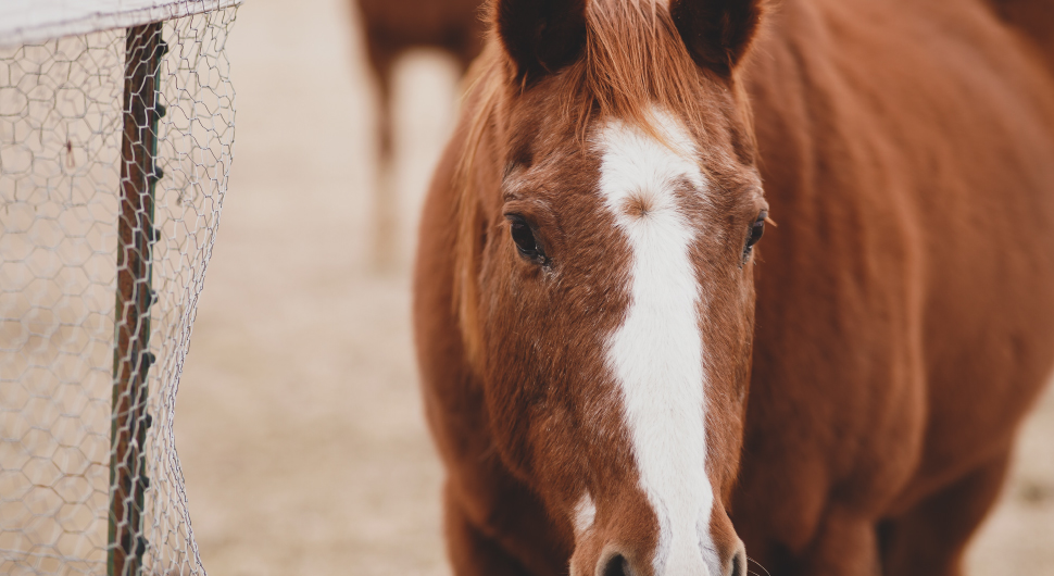 Brown horse standing next to chicken wire mesh gate