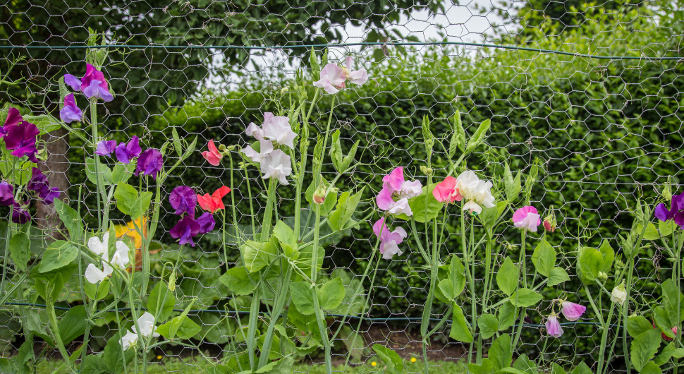 Brightly colored flowers with long green stems grow tall next to a fence made of hex mesh.