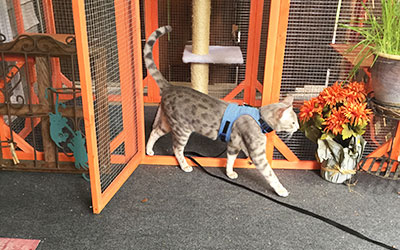 cat-near-custom-catio