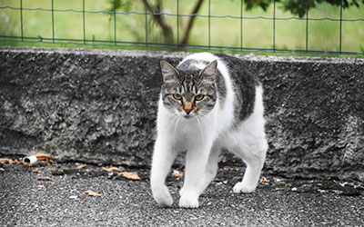 cat-outside