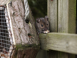 mouse-near-wire-mesh