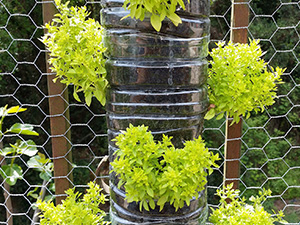 Planter-garden-using-hexagon-wire-mesh