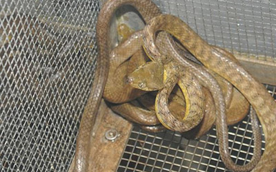 snake-control-wire-mesh-fence