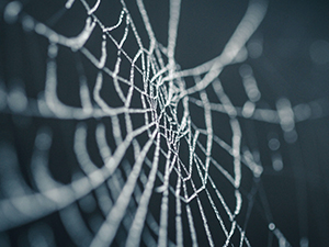 spider-web