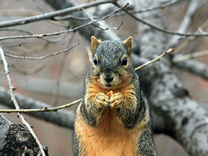 squirrel-sitting-on-fence