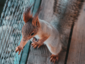 squirrel-next-to-wire-mesh-fence