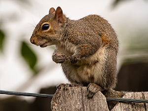 squirrel-sitting-on-fence