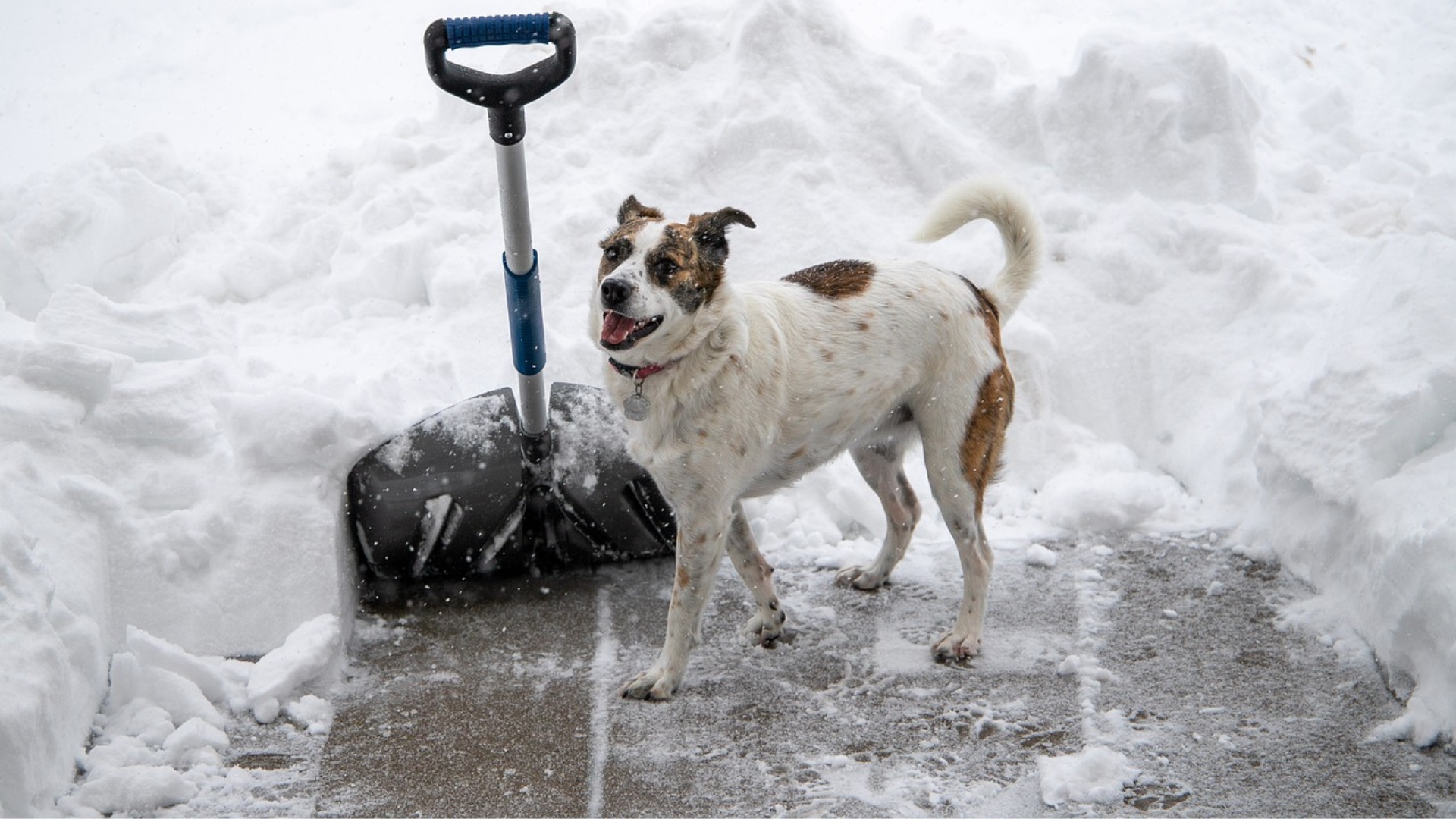 White dog with brown spots stands on a cement sidewalk covered in snow with a snow shovel in it.