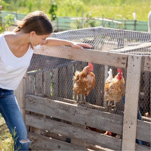 Woman next to chicken wire coop with chickens outdoors in the sun.