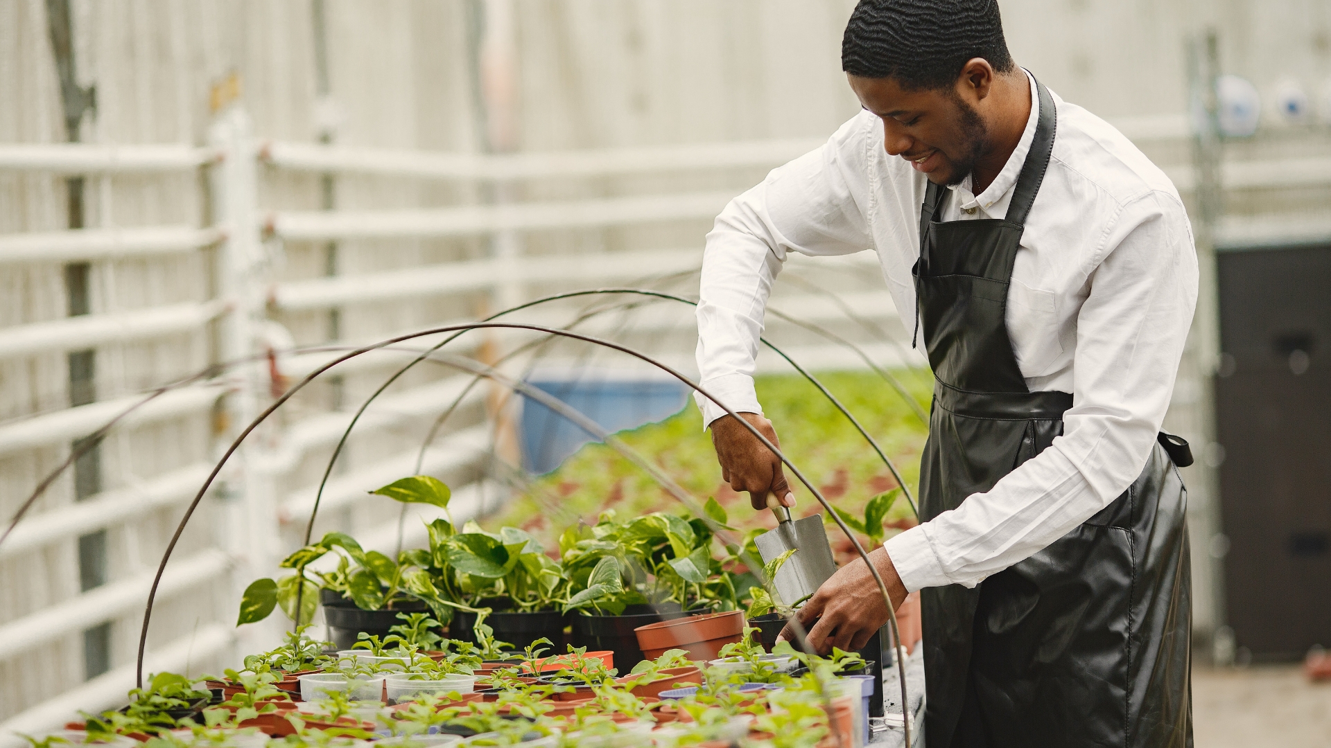 Man in white shirt and black apron works in a greenhouse.