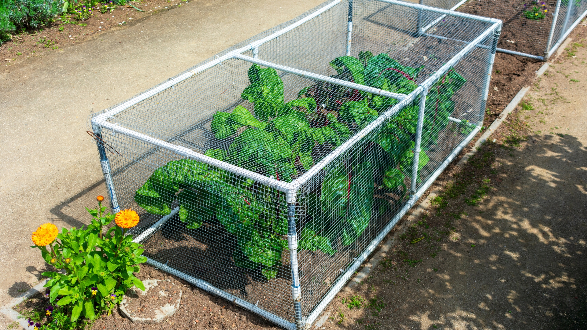 Galvanized wire mesh garden cloche protecting vegetables.