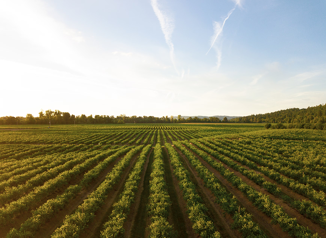 A vast agricultural field with neatly planted rows of crops stretching into the distance under a partly cloudy sky during sunset, with trees and hills on the horizon.