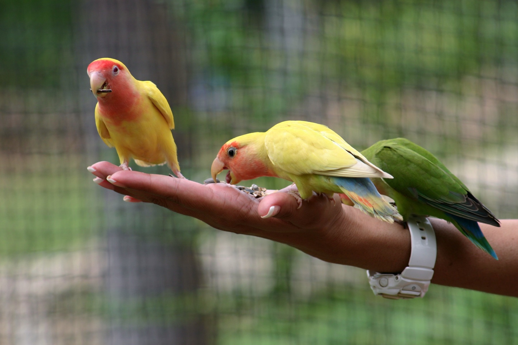 Two red parrots with blue and green wings sit on branches inside an aviary made from wire mesh.