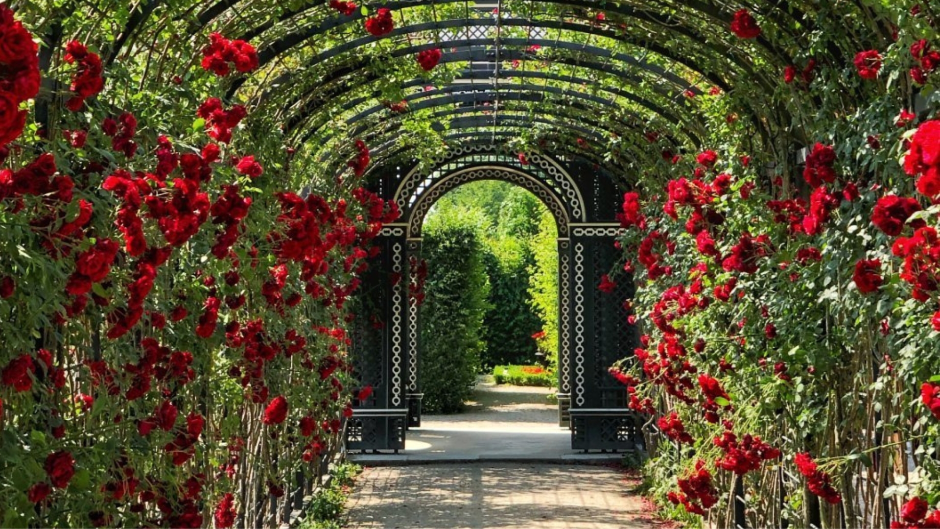 Garden trellis made from hardware cloth with green vines and red flowers.