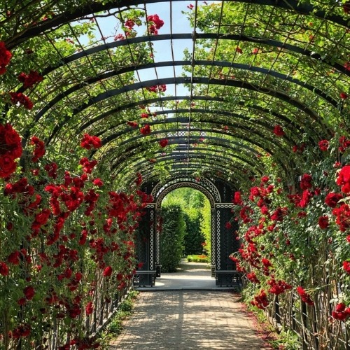 Wire mesh archway forming a garden tunnel, covered with lush greenery and red roses, creating a decorative ceiling for walking through the garden.