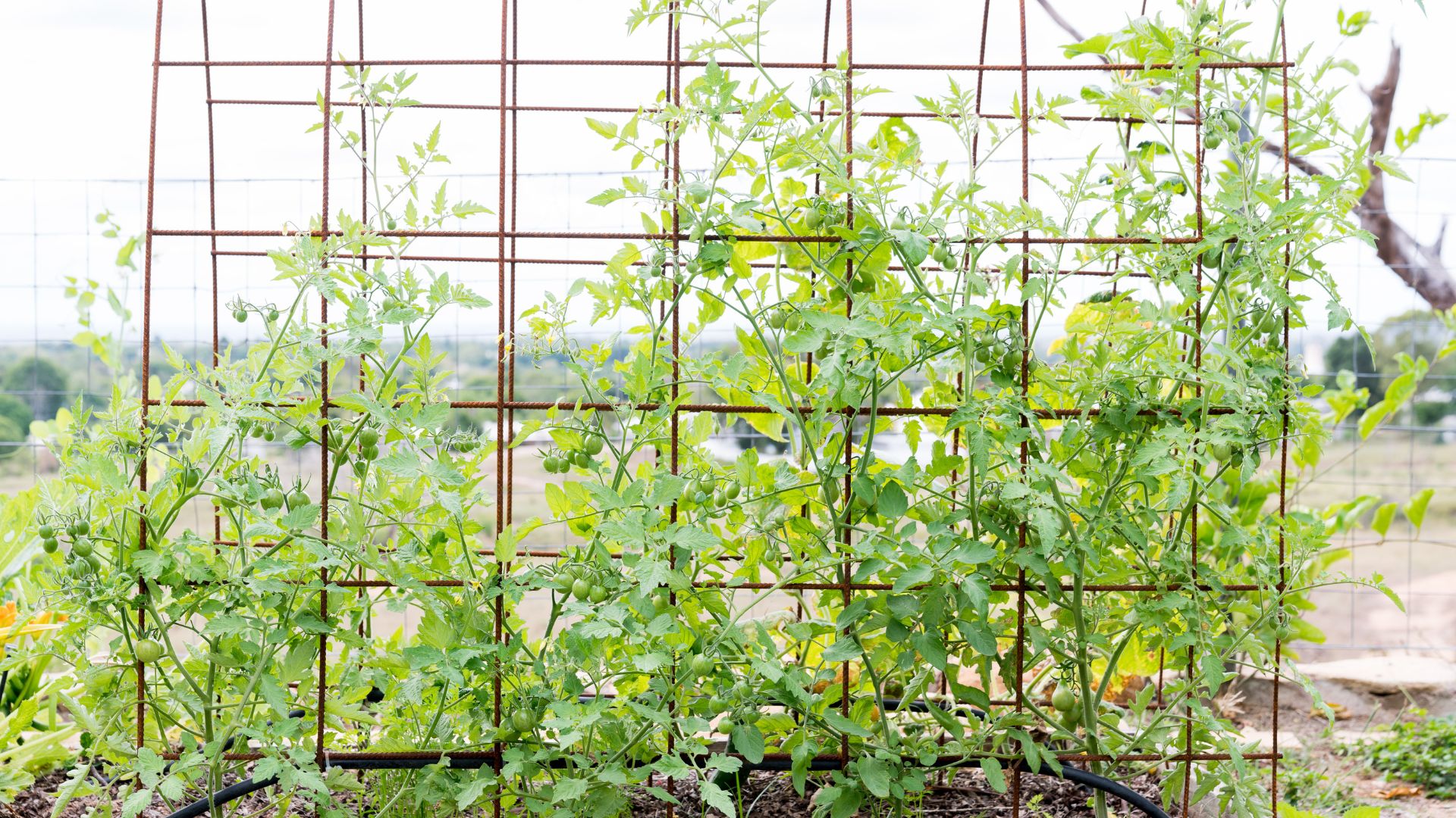 Welded wire mesh fence used as a trellis for green vines.